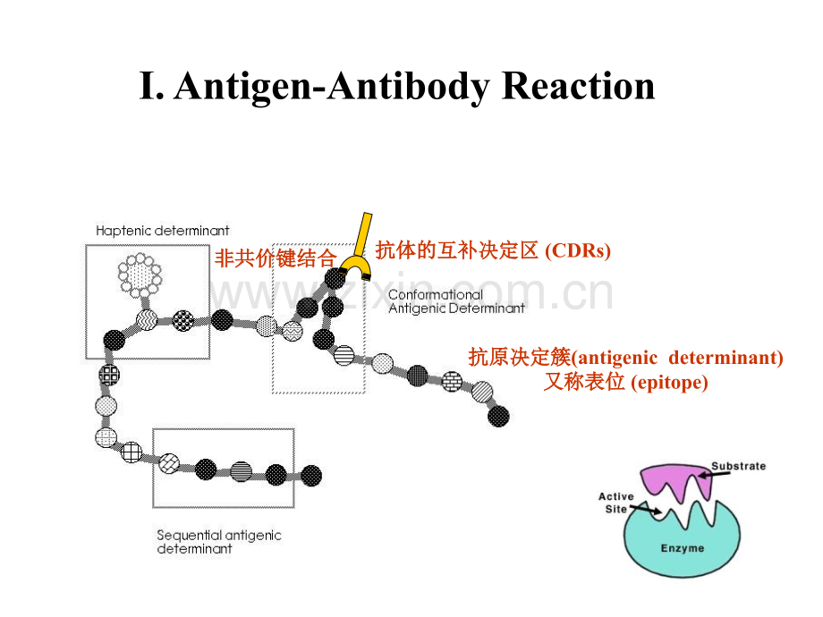 免疫学常用实验方法.pptx_第2页