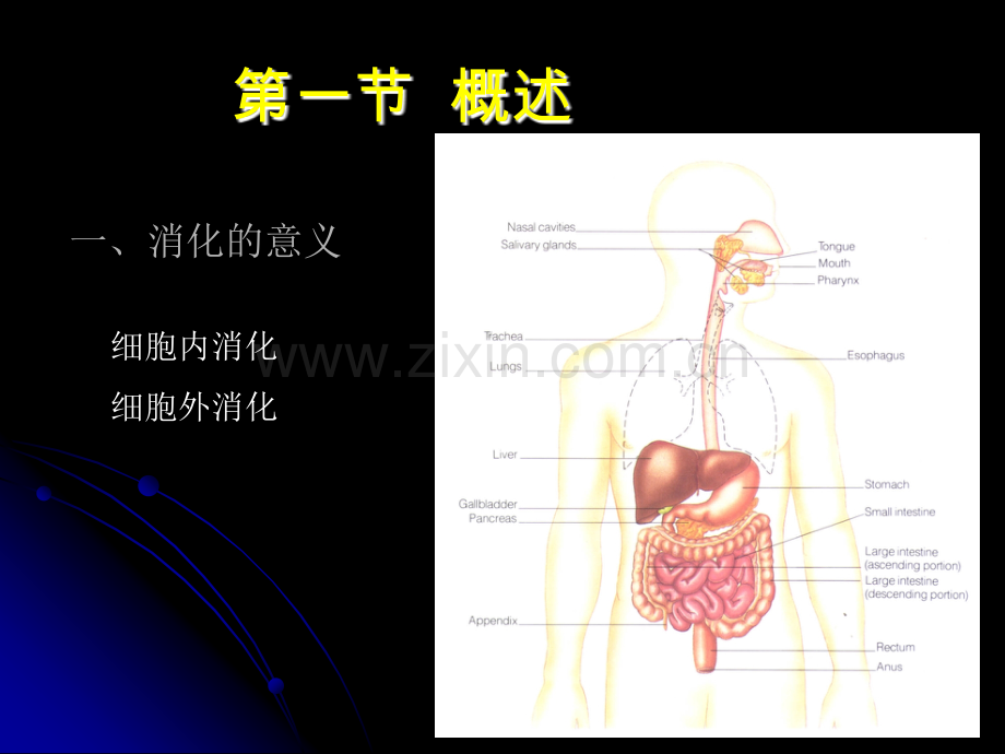 专题消化和吸收.pptx_第2页