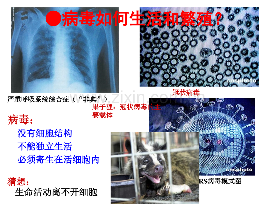 人教版人教版生物必修一走进细胞从生物圈到细胞.pptx_第3页