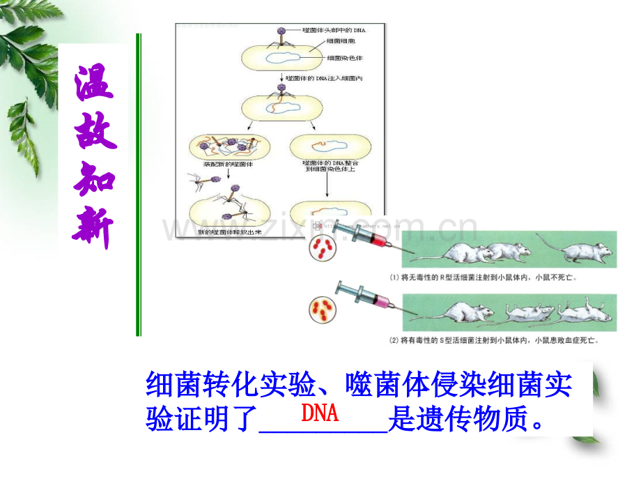 32DNA的分子结构.pptx_第1页