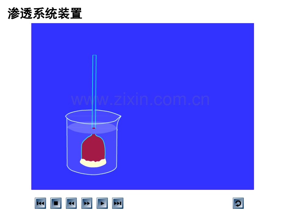 41物质的跨膜运输实例好用.pptx_第2页