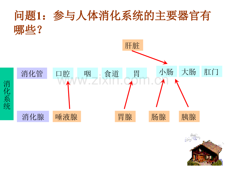 七年级科学生物体结构层次7.pptx_第3页