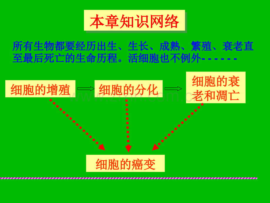 61细胞增殖优质课.pptx_第2页