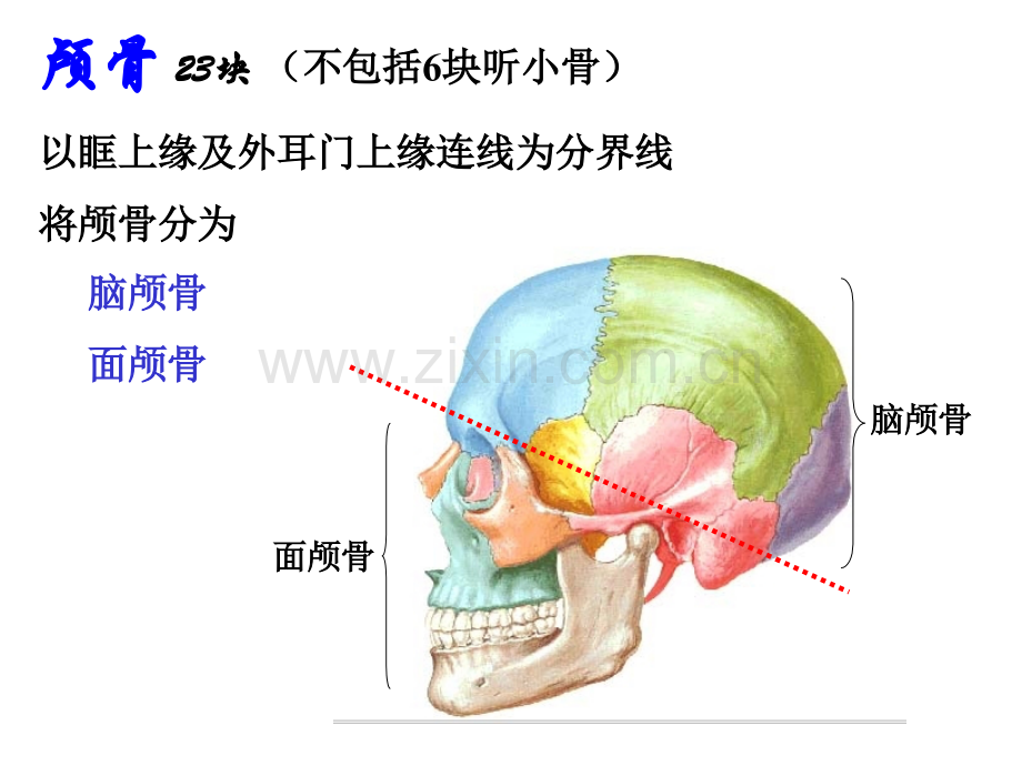 人体解剖学颅骨-1.pptx_第2页