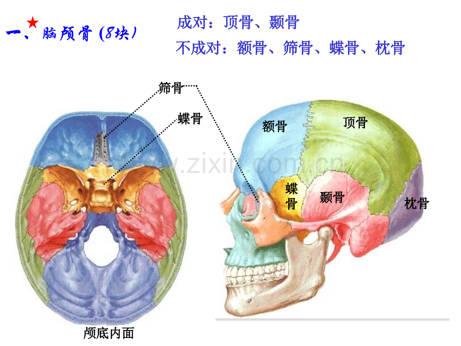 人体解剖学颅骨-1.pptx_第3页