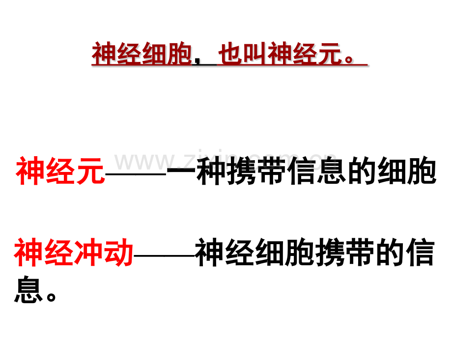 人体的神经调节-课件.pptx_第3页