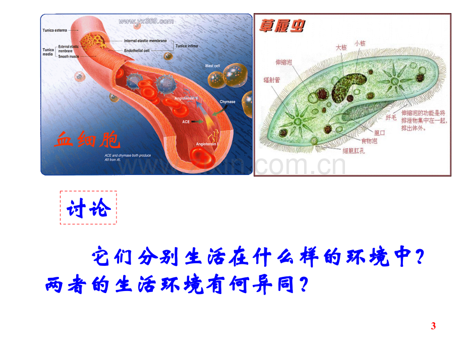 人体的内环境与稳态.pptx_第3页