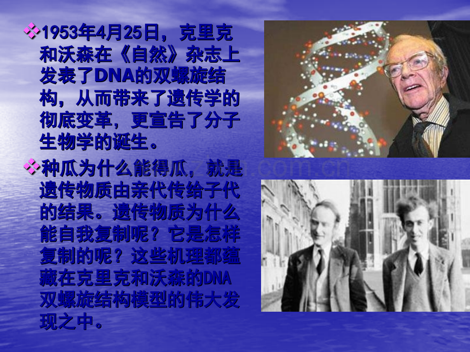 人教版232DNA分子结构.pptx_第2页