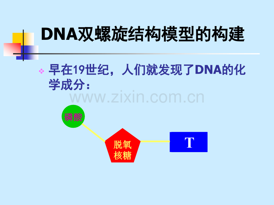 人教版232DNA分子结构.pptx_第3页