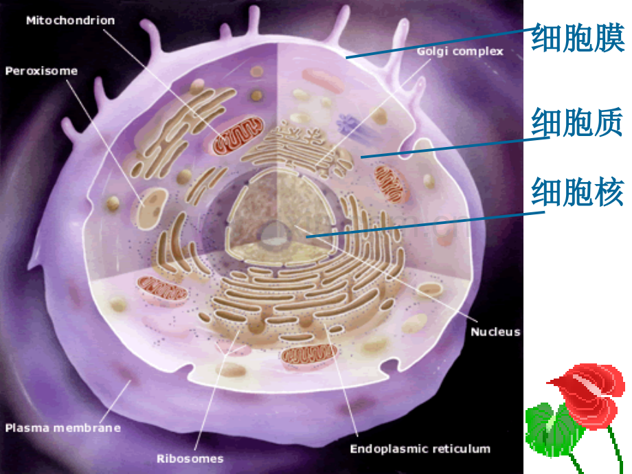 人教版教学33细胞核──系统的控制中心.pptx_第1页