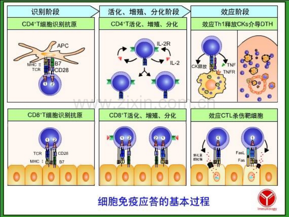 免疫学10T细胞介导的细胞免疫应答.pptx_第2页