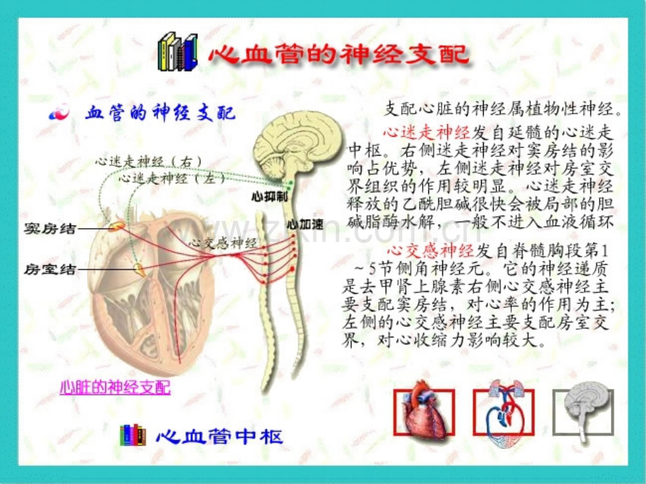 kong心血管活动的反射性调节.pptx_第3页