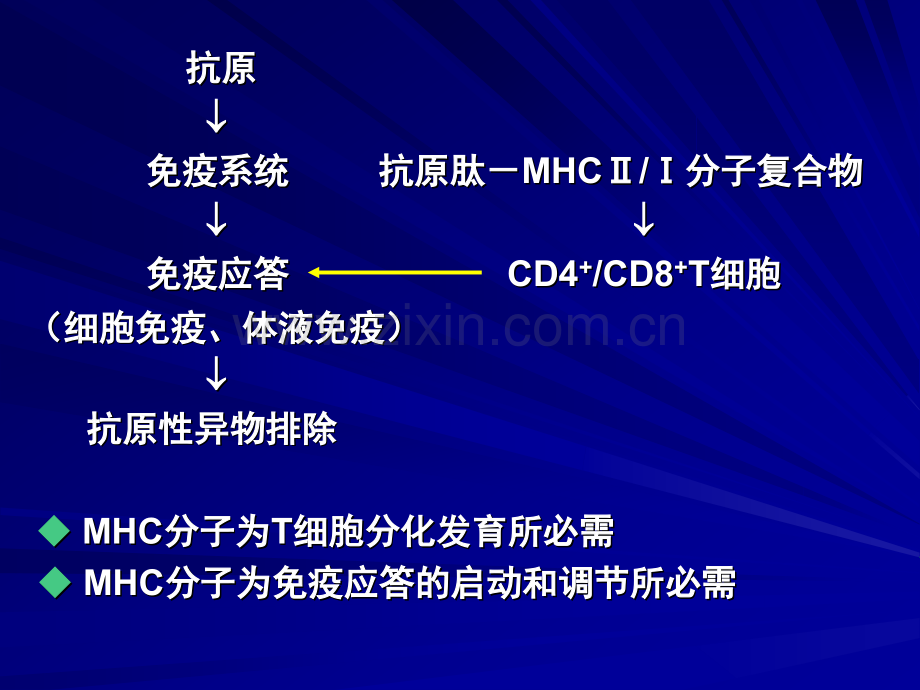 免疫学08主要组织相容性复合体.pptx_第2页