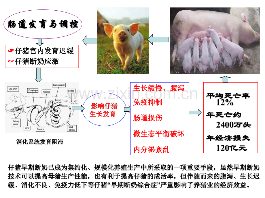 仔猪肠道健康及功能性饲料.pptx_第2页