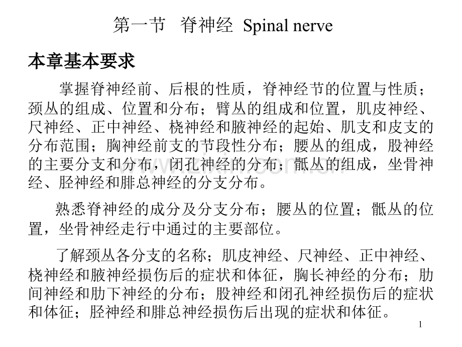 人体解剖学脊神经.pptx_第1页