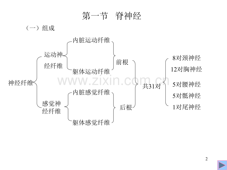 人体解剖学脊神经.pptx_第2页