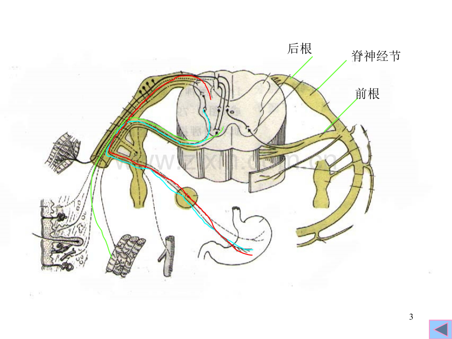 人体解剖学脊神经.pptx_第3页