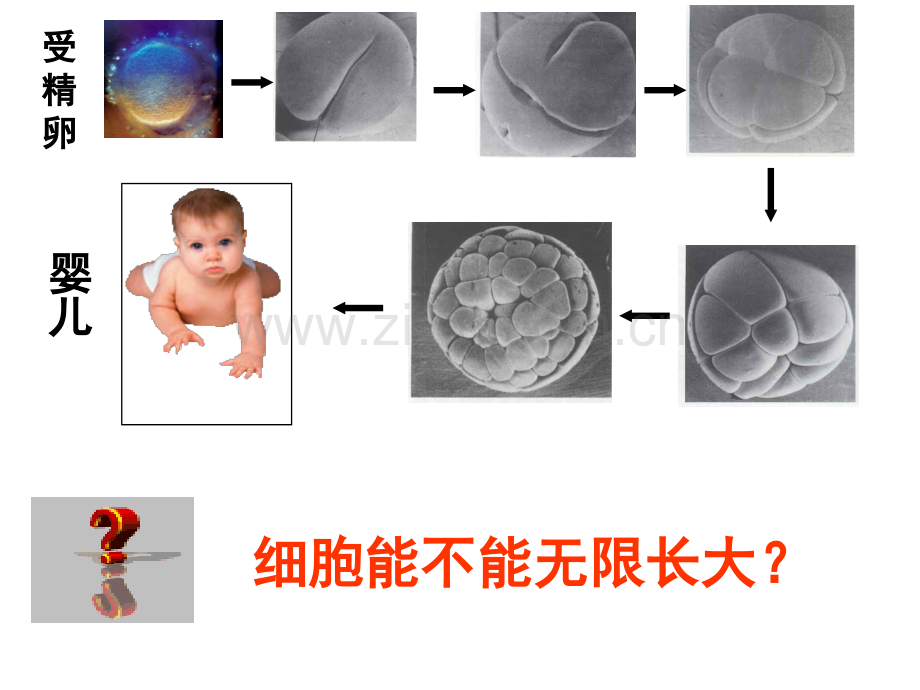 61细胞的增殖课.pptx_第2页