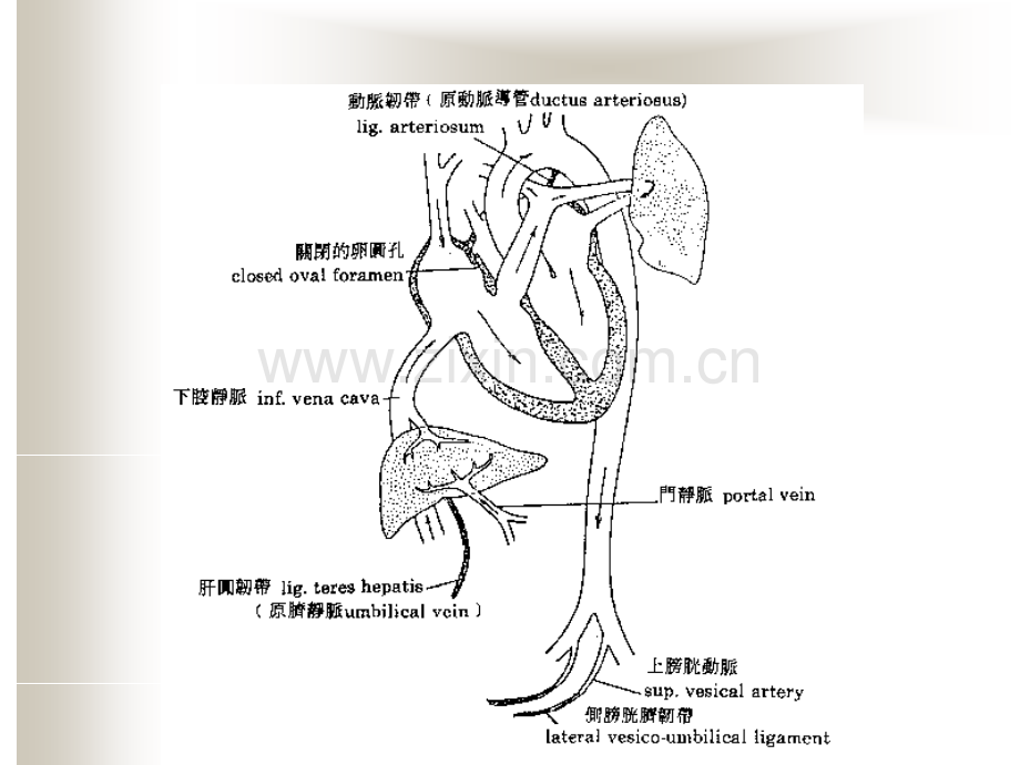 先天性心脏病患儿的护理课件.pptx_第3页