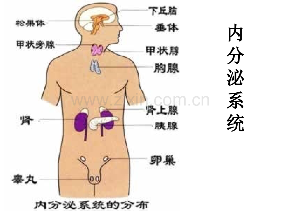 人体解剖学内分泌系统.pptx_第1页