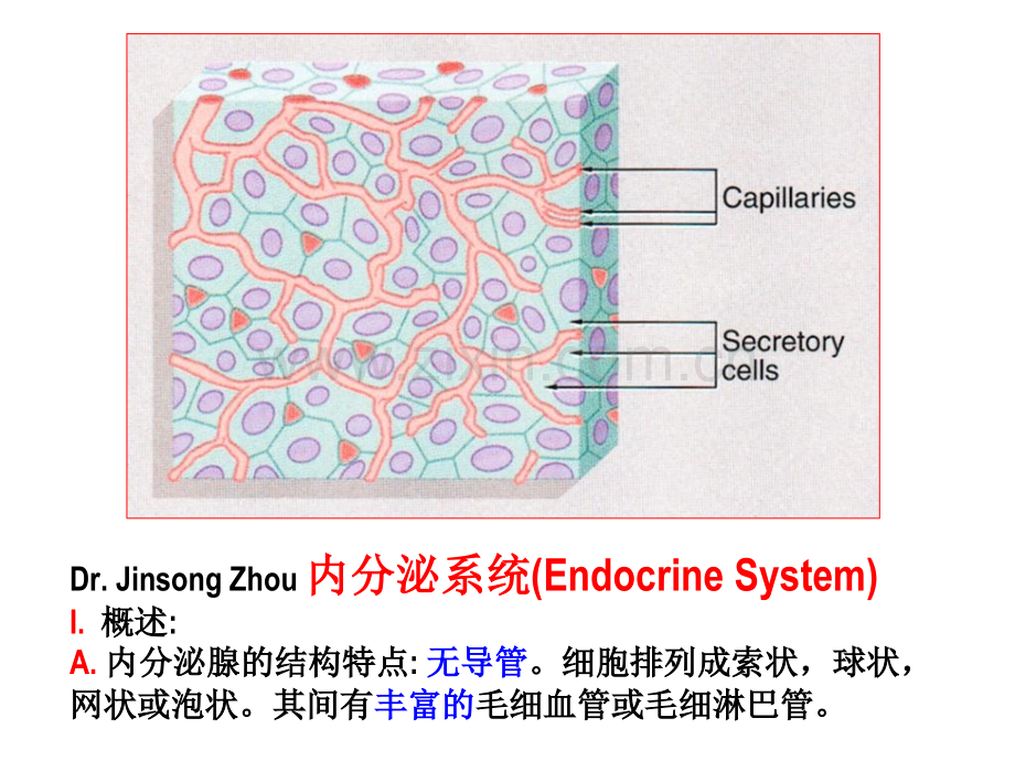 人体解剖学内分泌系统.pptx_第2页