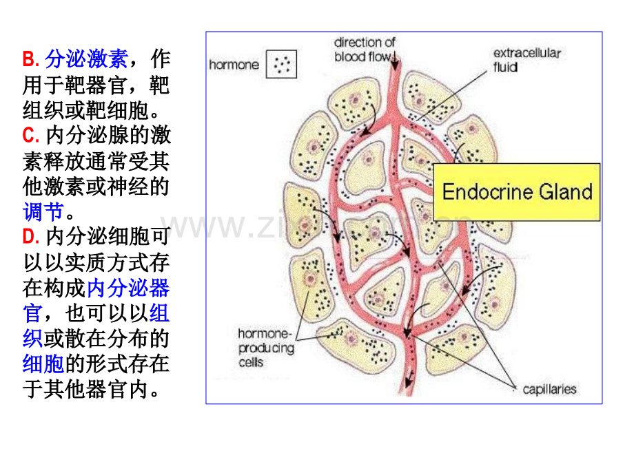 人体解剖学内分泌系统.pptx_第3页