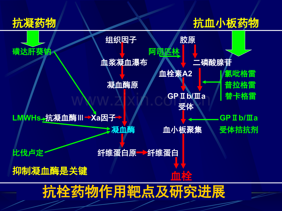 ACS抗凝进展.pptx_第3页