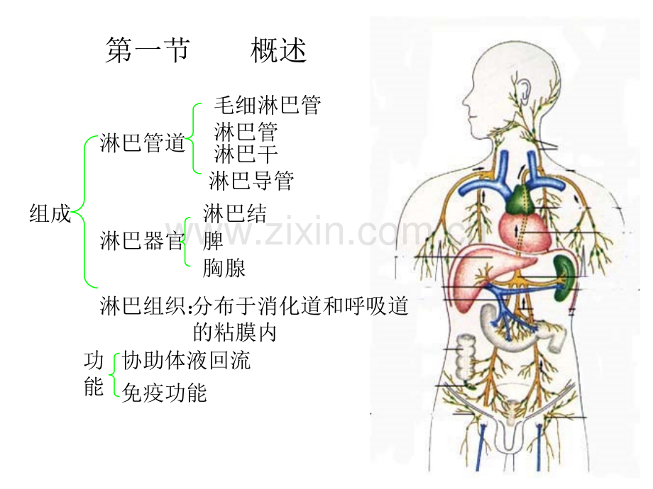 人体解剖学淋巴系.pptx_第2页