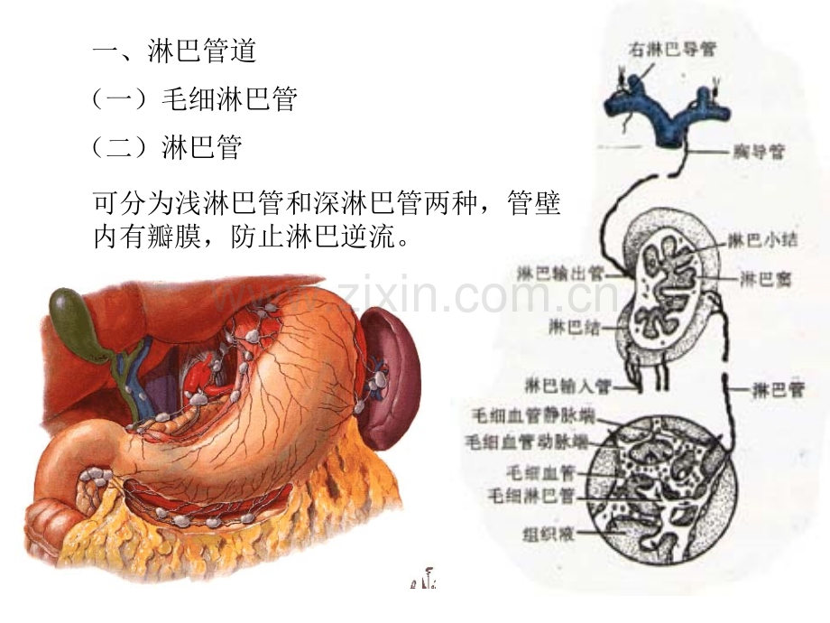 人体解剖学淋巴系.pptx_第3页