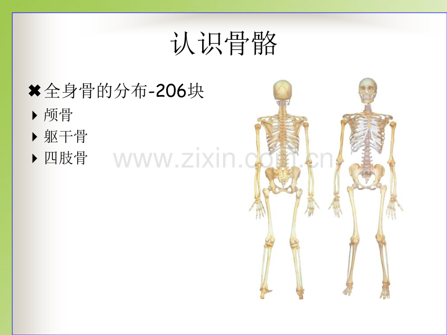 人体解剖生理学王雁版.pptx_第3页