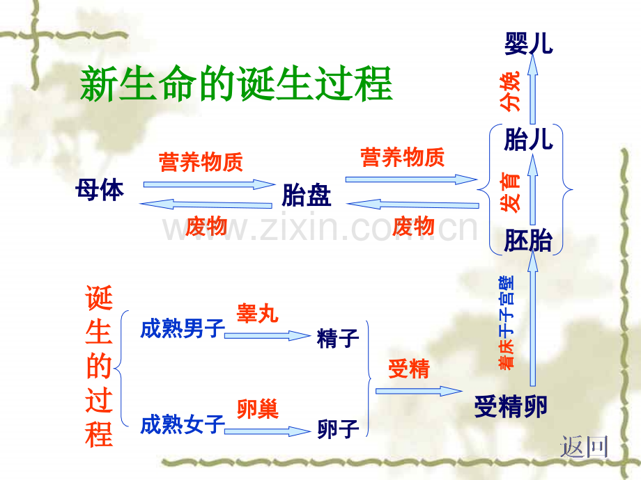 七年级科学种子萌发2.pptx_第2页