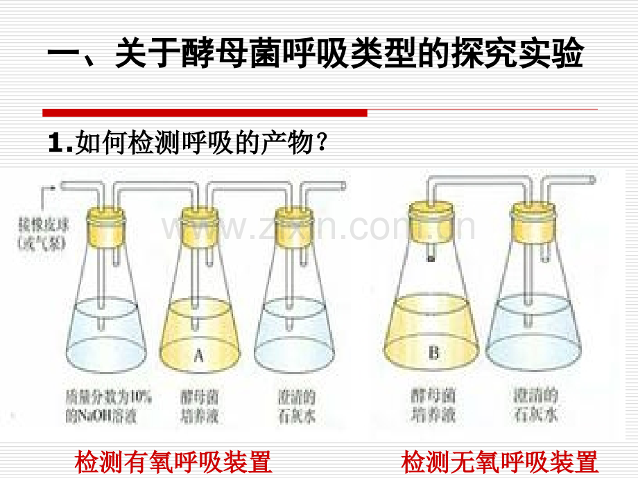 ATP的来源细胞呼吸.pptx_第3页