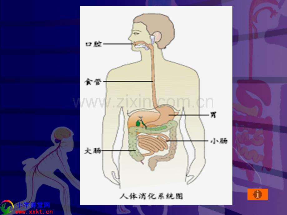 6三年级科学上册食物的消化之一鄂教版.pptx_第3页