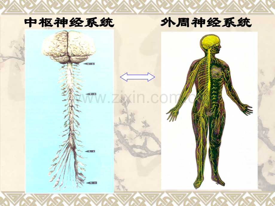 人体解剖生理学神经1.pptx_第1页