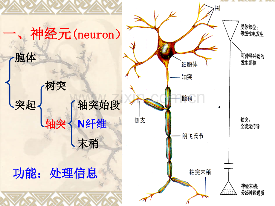 人体解剖生理学神经1.pptx_第3页