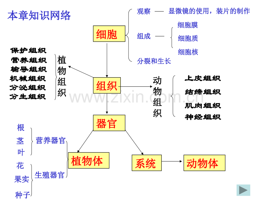 七年级科学生物体的结构层次.pptx_第2页