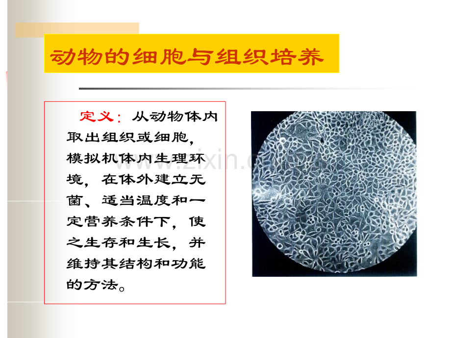 guan动物细胞培养.pptx_第1页