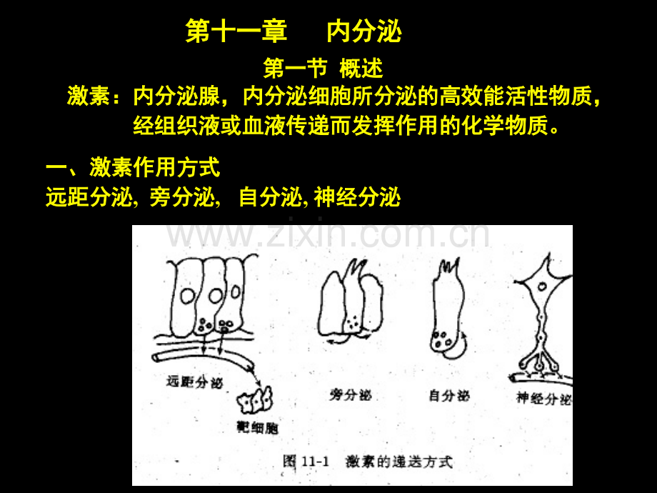 促甲状腺激素释放激素.pptx_第1页