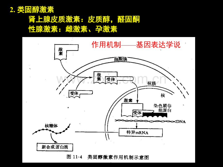 促甲状腺激素释放激素.pptx_第3页