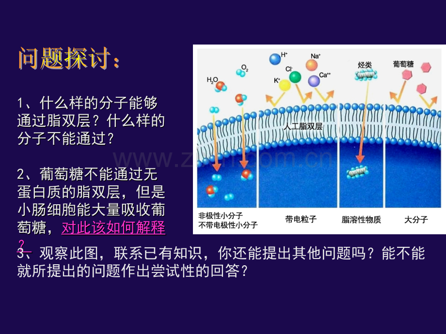 人教版教学课件名校联盟辽宁省大连市十四中高中生物-物质跨膜运输的方式-课件必修一.pptx_第2页