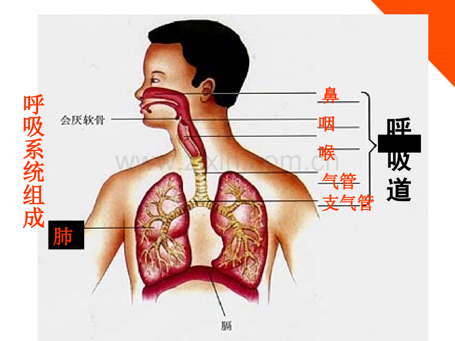 七年级生物下册-人体与外界的气体交换-济南.pptx_第3页