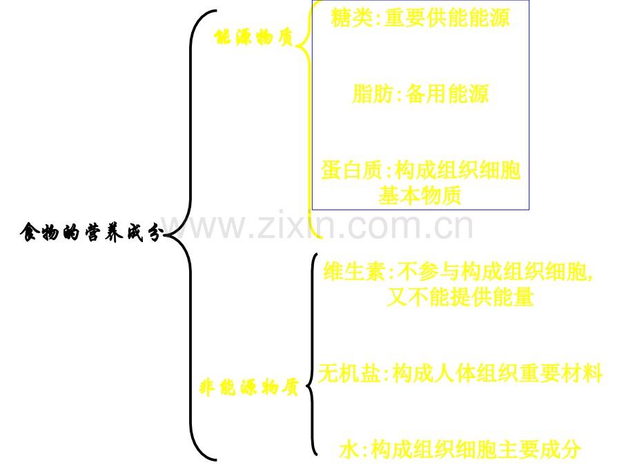 七年级生物下册复习.pptx_第2页