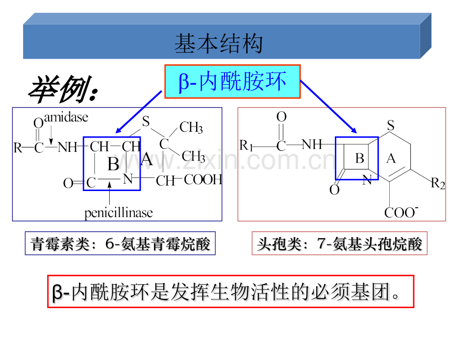 b内酰胺类抗生素12.pptx_第3页