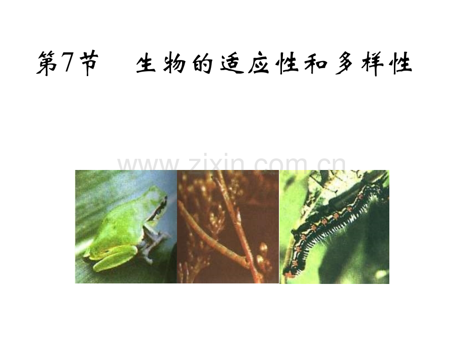 七年级科学生物适应性和多样性3.pptx_第1页