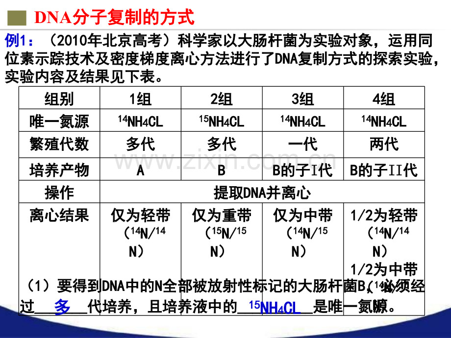 人教版DNA分子复制一轮复习调研公开课.pptx_第3页