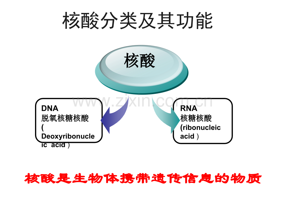 23遗传信息的携带者.pptx_第3页