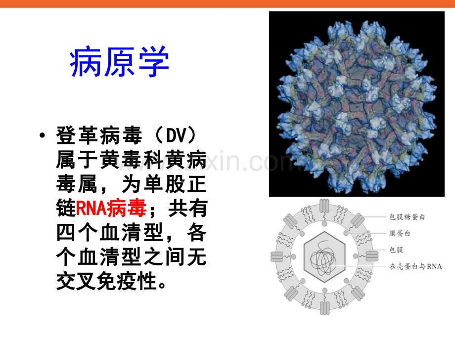 中小学健康教育预防登革热宣传主题班会PPT多媒体课件.pptx_第3页