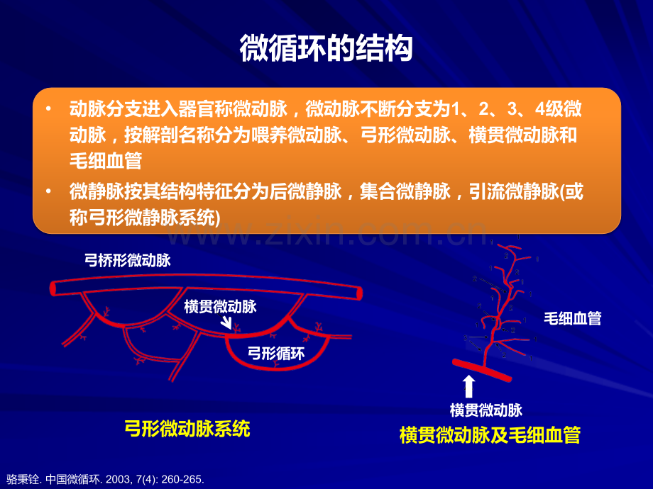 侧支循环不同于微循环.pptx_第2页