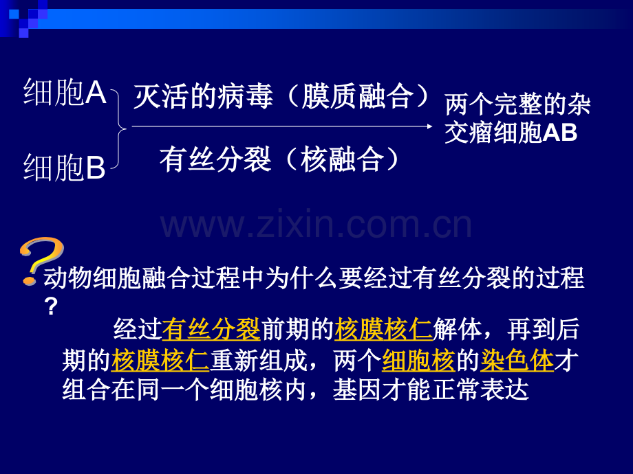 222-动物细胞融合与单体克隆抗体-高中生物人教版选修3-现代生物科技专题7807ppt-PPT课件.pptx_第3页