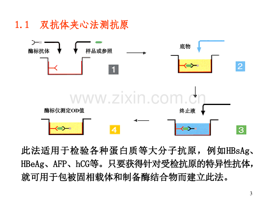 免疫分析2.pptx_第3页